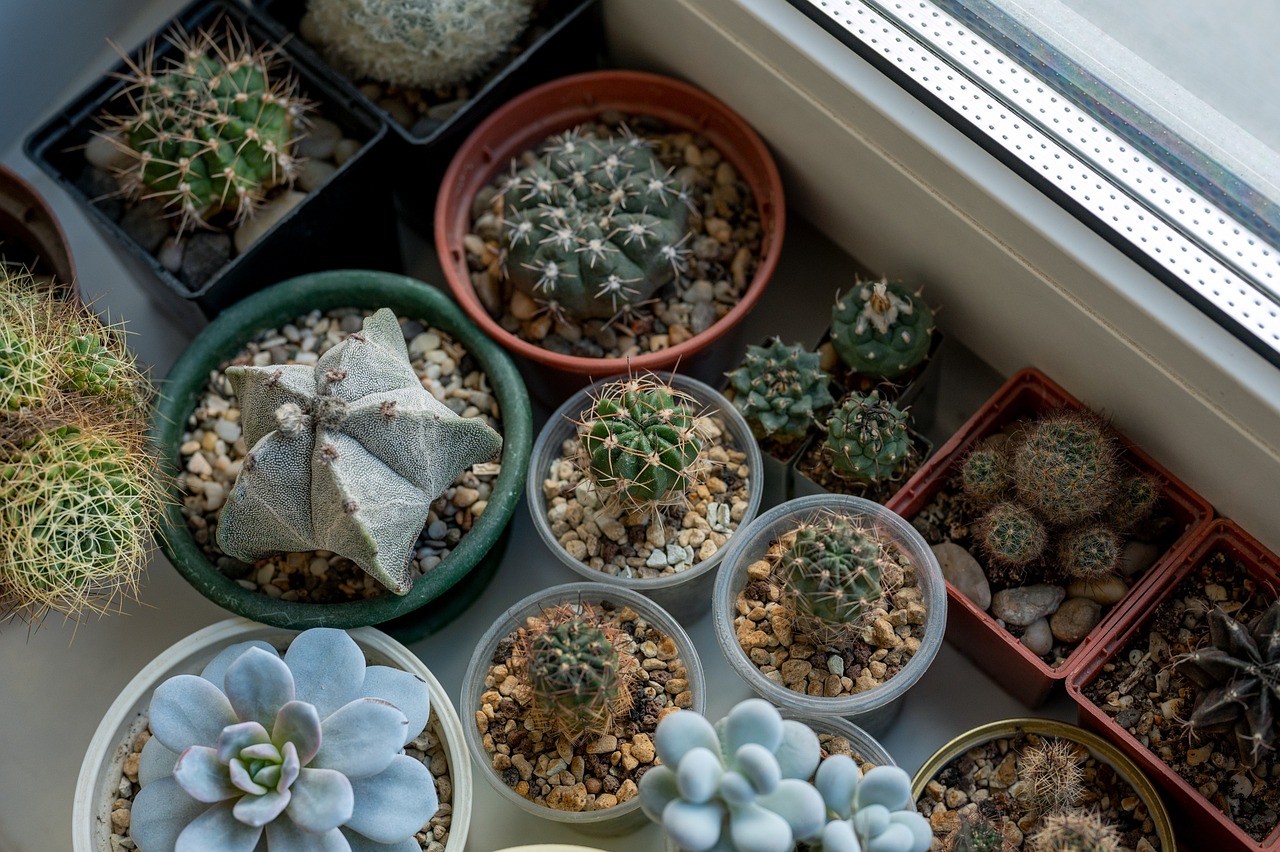 How to Grow Herbs Indoors All Year Round